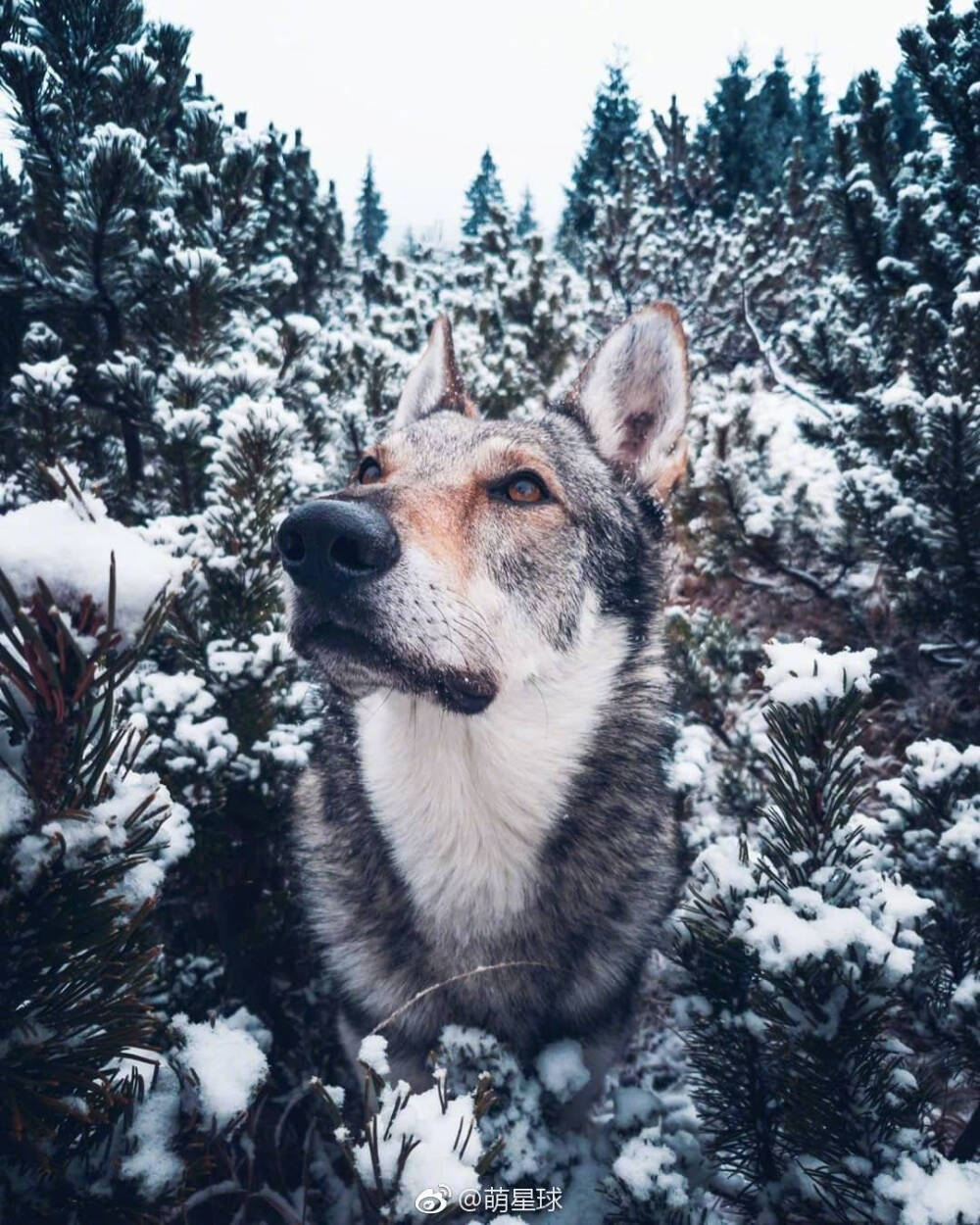 捷克狼犬