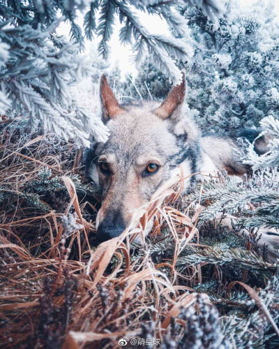 捷克狼犬