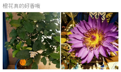 以后家里养个橙花吧 之前的红茶橙花的香水就很好闻 