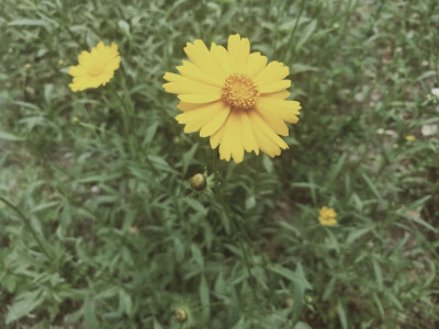 路过食堂
偶遇金鸡菊