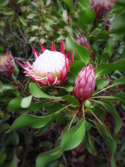 帝王花（Protea cynaroides），久开不败的帝王花，被誉为全世界最富贵华丽的鲜花，代表着旺盛而顽强的生命力，这个家族的植物颇为古老和原始，现仅分布在南半球的非洲、南美与澳洲。