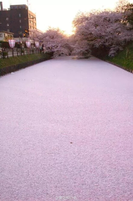 樱花东京富士山东京铁塔日本街拍摄影师