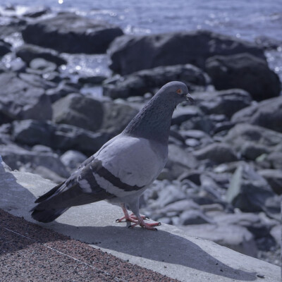 / 礁石可丈量
wb: 布魯斯小島