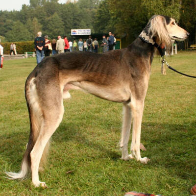 萨路基猎犬（瞪羚猎犬、东非猎犬）