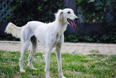 萨路基猎犬（瞪羚猎犬、东非猎犬）