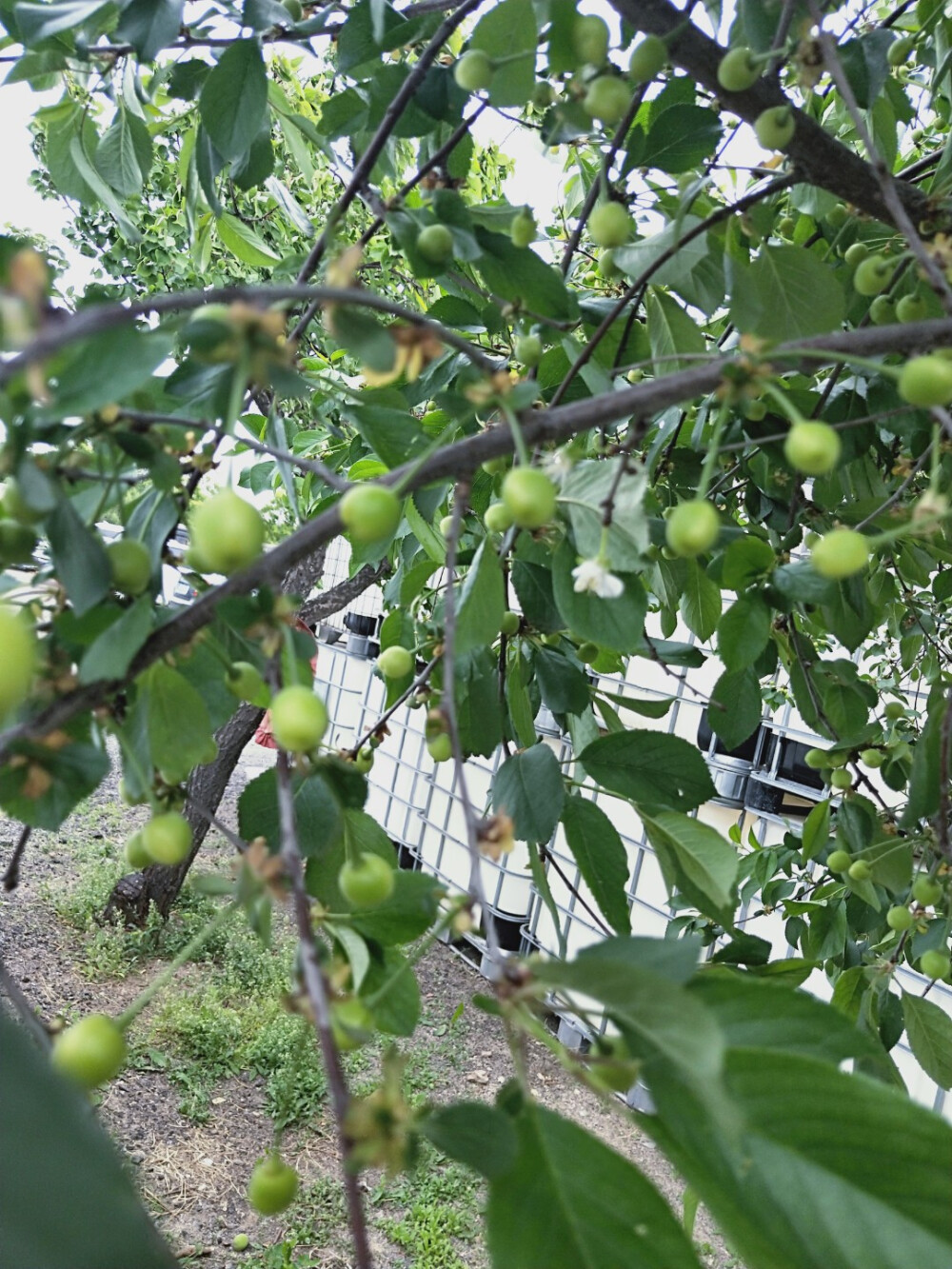 院子里的果树