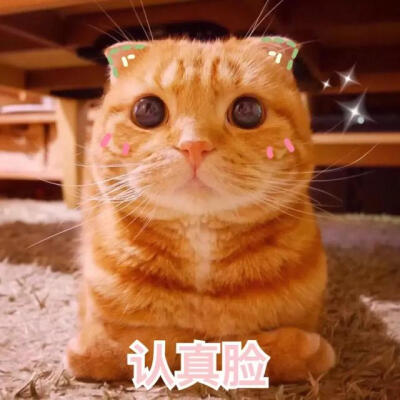 表情包 可爱 猫咪