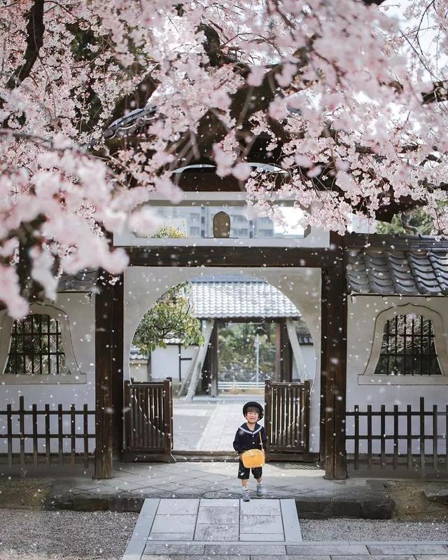 樱花 小男孩♬︎*(๑ºั╰︎╯︎ºั๑)♡︎