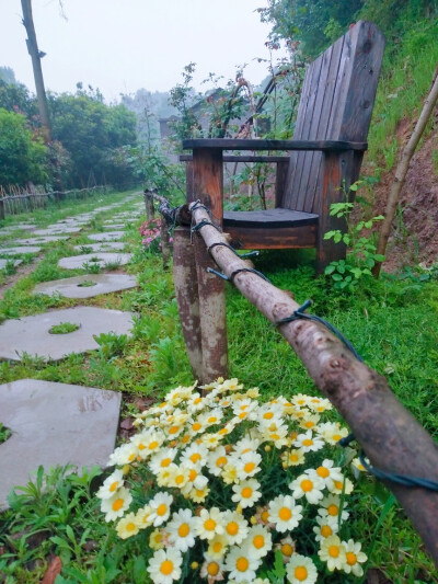 路边野花