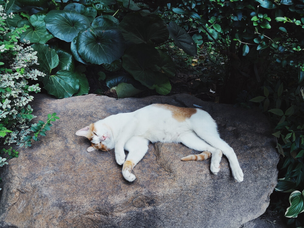 一只软萌的喵喵
一直霸道总裁
学校的猫真的有风格啊。