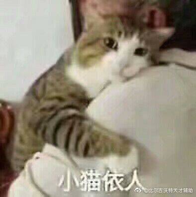 小猫伊人，萌猫表情包