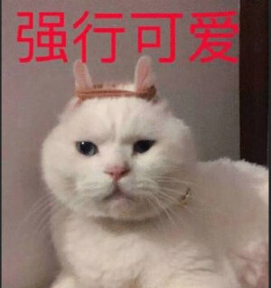 萌猫 可爱 表情包