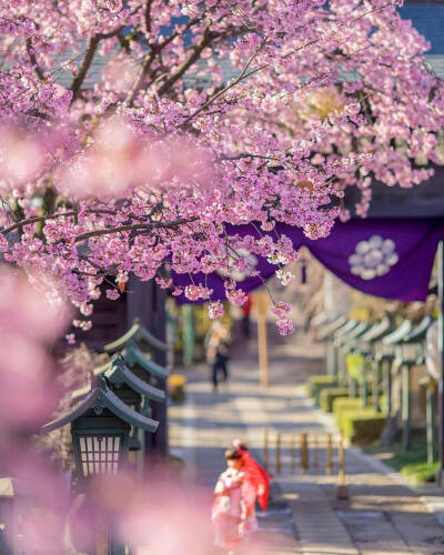 樱花