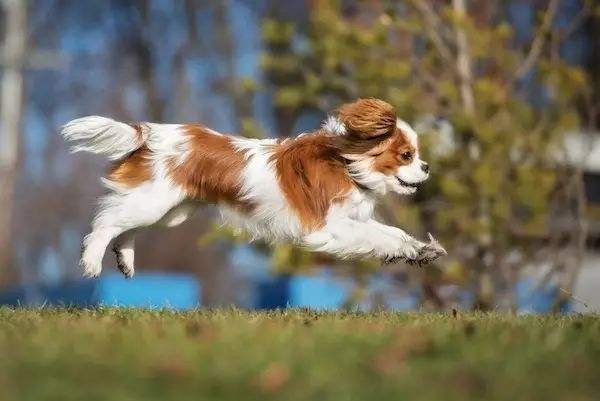 查理士王小猎犬