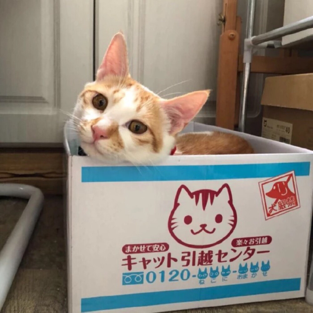 萌宠 猫狗 宠物