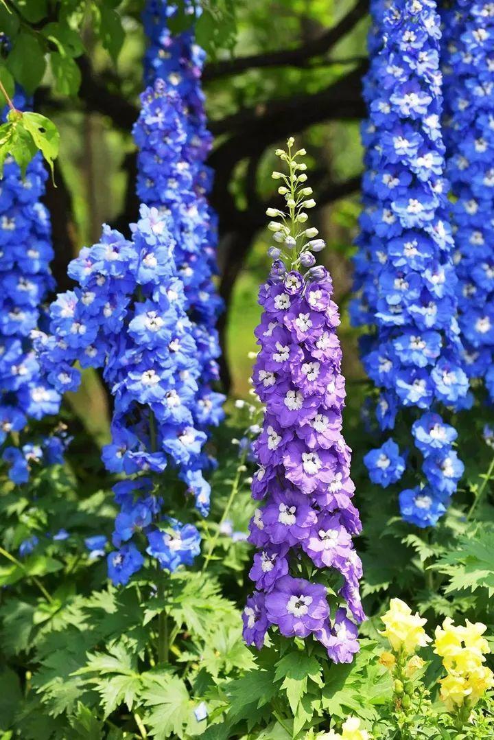 飞燕草颜色梦幻，身姿挺拔，非常适合院子、花园养，营造出高低错落的花镜，神秘唯美。