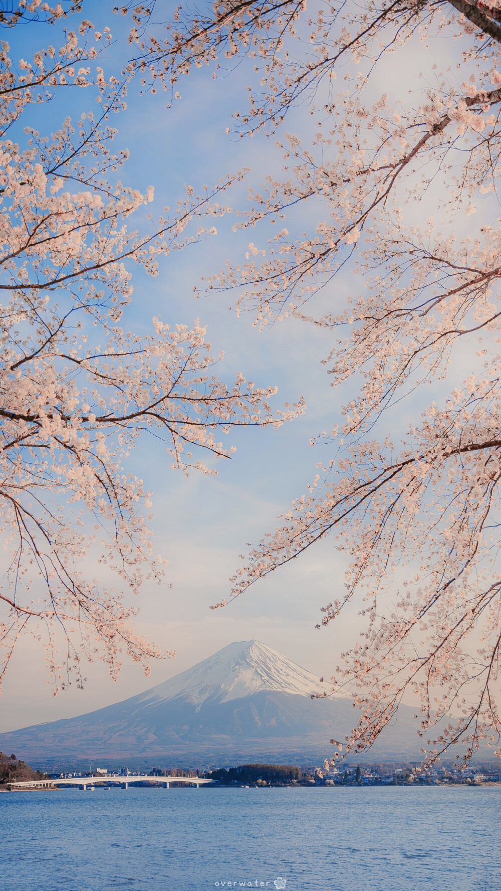 樱花壁纸