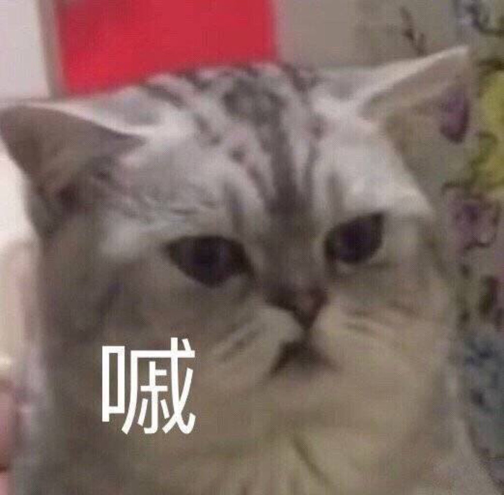 嘁 小猫崽子