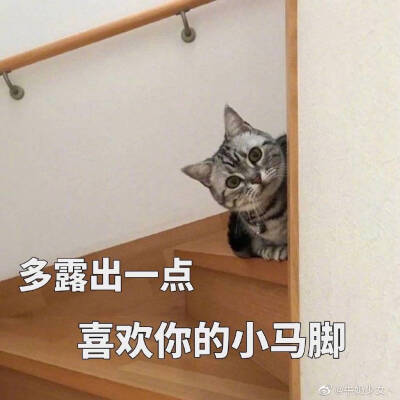 猫表情包