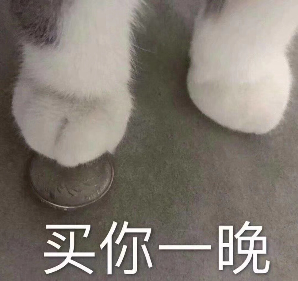 
猫表情包