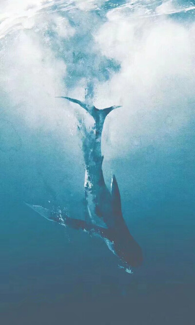 鲸鱼大海