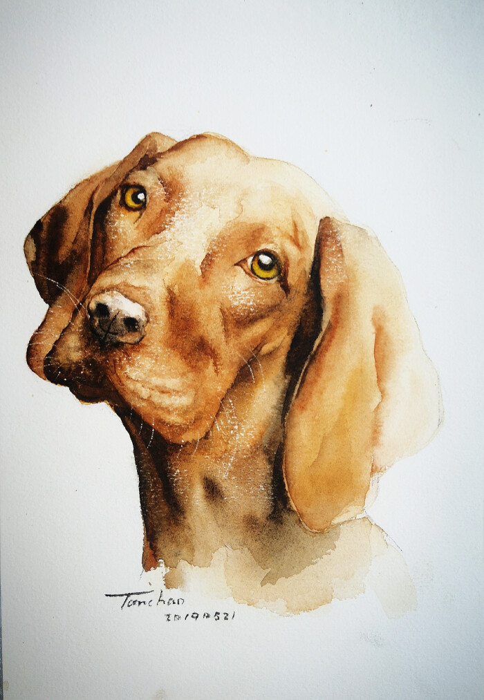 第94只 维兹拉犬 堆糖 美图壁纸兴趣社区