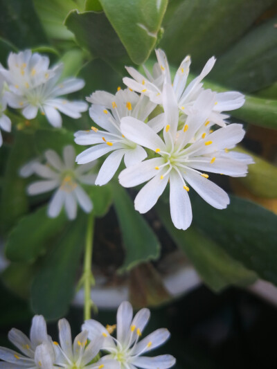 5月的花草