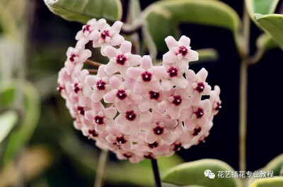 球兰是萝藦科球兰属植物。攀援灌木，附生于树上或石上，茎节上生气根。花朵似球形伞形，造型奇特而优雅，并且散发迷人芳香，在家中养一盆，能够打造出清新优雅的家居环境，十分可人。