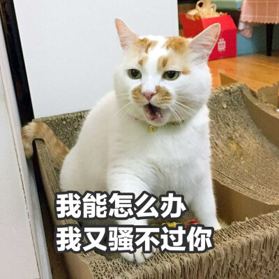 楼楼