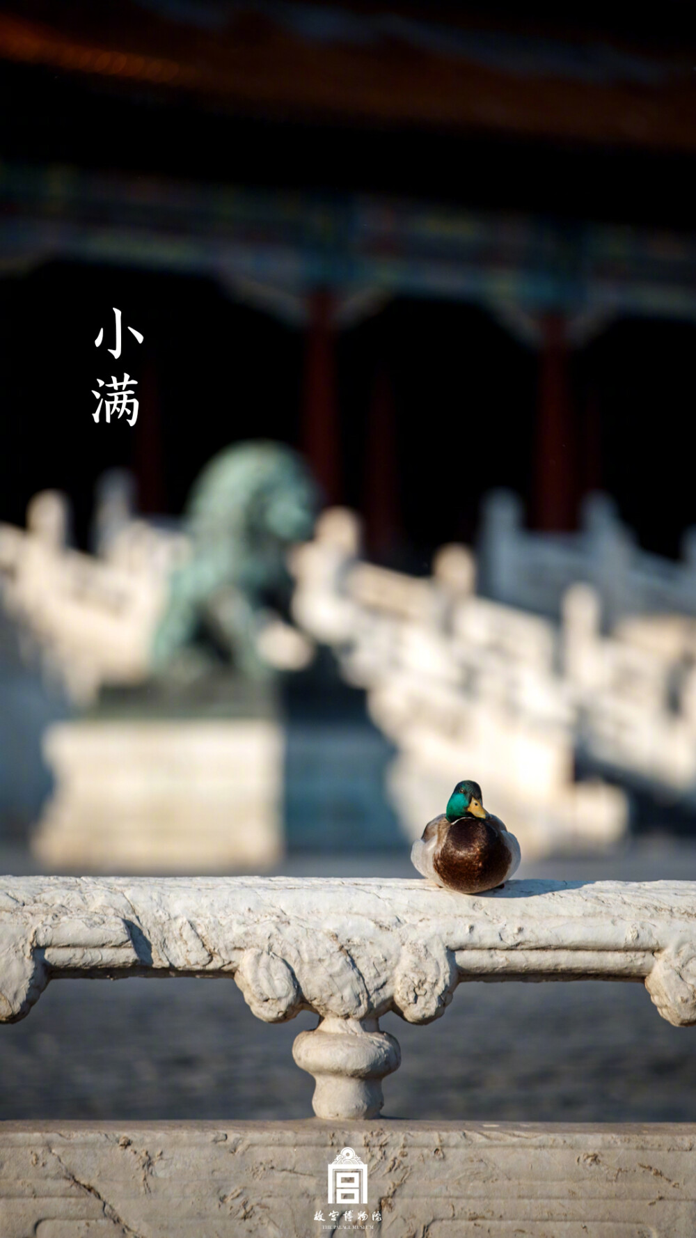 紫禁城【己亥•小满•生灵】“万种春红都敛避，绿头鸭儿栖石栏” 照片取自@故宫博物院