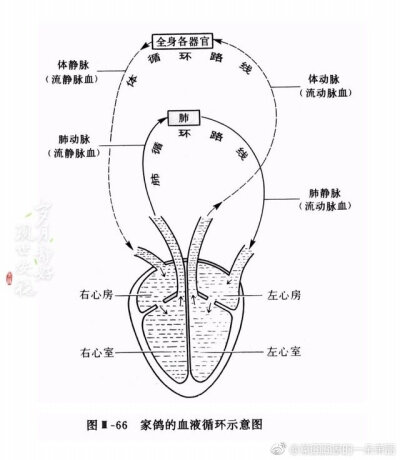 心脏