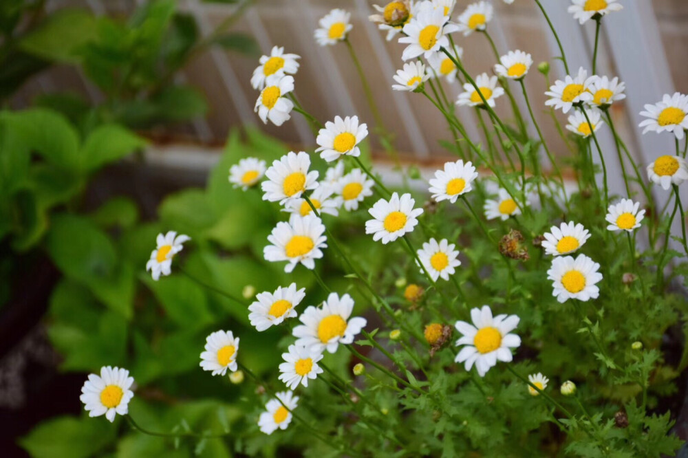 柯柯的花园：怎么拍都美，可以用来做壁纸