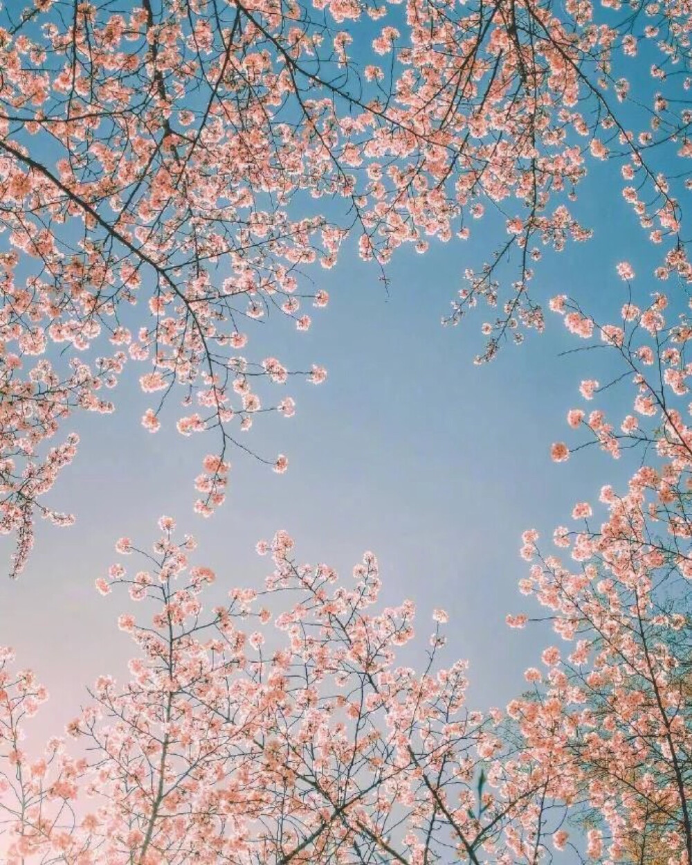 夏天来了 你也不许迟到噢
这里是馒头 喜欢和你分享这世间美好的事物