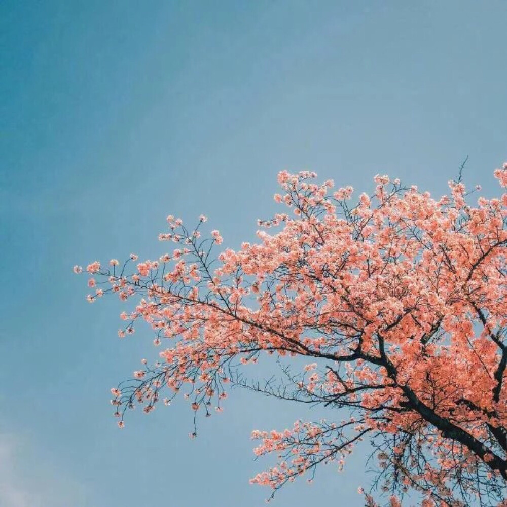 夏天来了 你也不许迟到噢
这里是馒头 喜欢和你分享这世间美好的事物