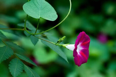 叶细枝柔独立难，谁人抬起傍阑干。
一朝引上檐楹去，不许时人眼下看。
——宋代：汪应辰《牵牛花》