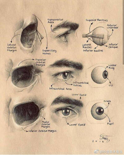 眼部刻画-素描眼睛