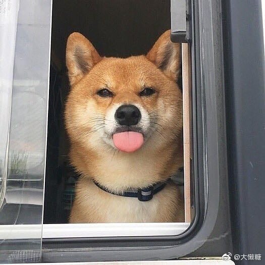 柴犬