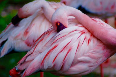 flamingo