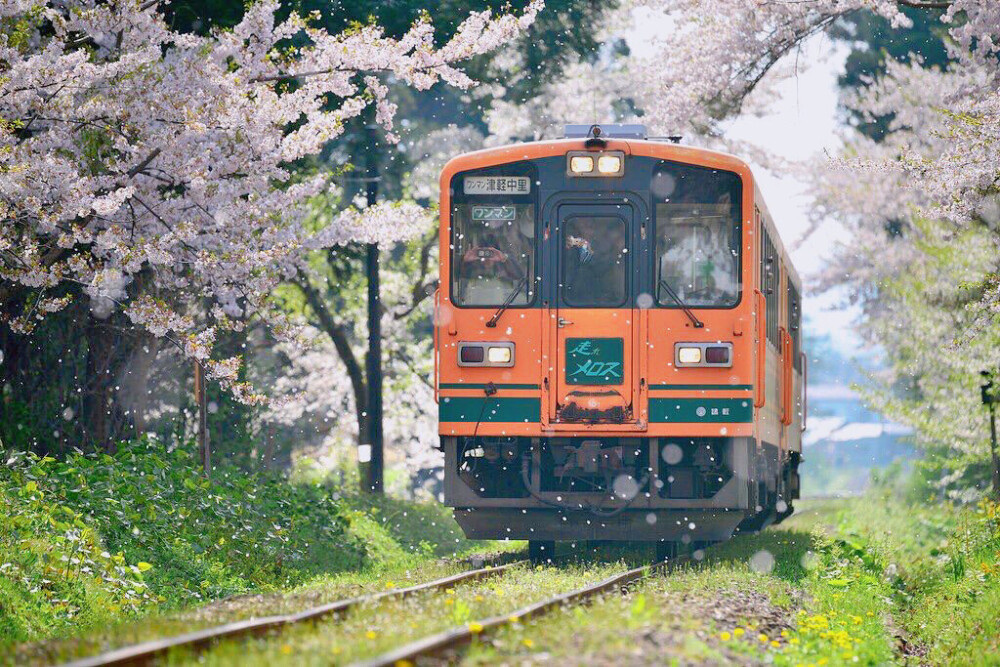 樱花列车