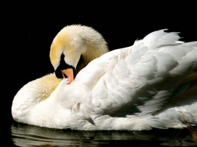 swan