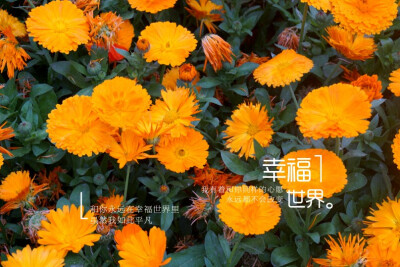 春 摄影 花卉 五大道 天津