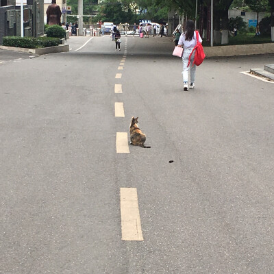 学校的三花在我快高考的时候生了五只小宝宝