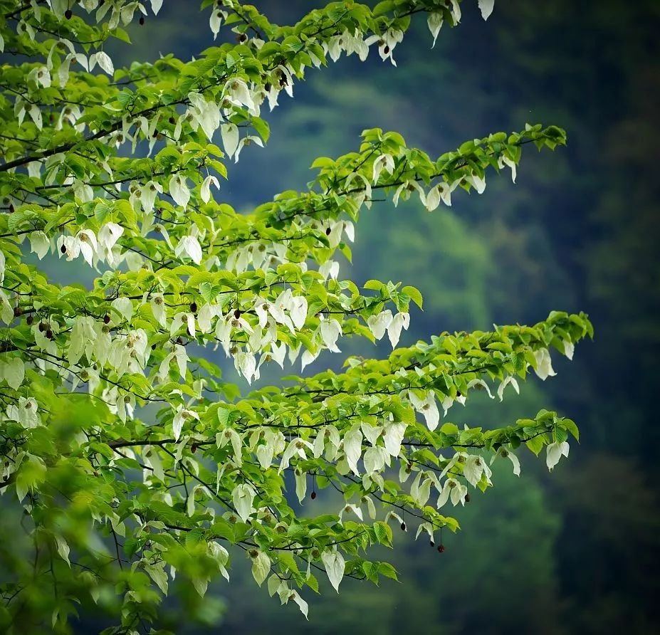 珙桐花是植物活化石，属国家一级重点保护野生植物，所以又被称为植物大熊猫。