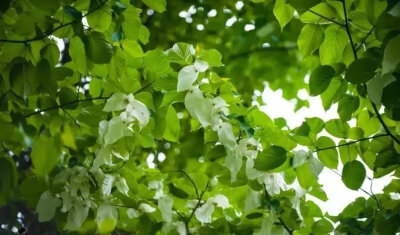 珙桐花是植物活化石，属国家一级重点保护野生植物，所以又被称为植物大熊猫。