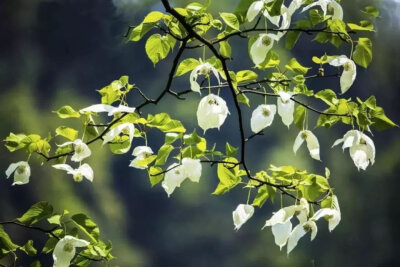 珙桐花是植物活化石，属国家一级重点保护野生植物，所以又被称为植物大熊猫。