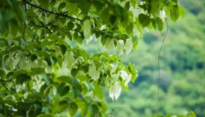 珙桐花是植物活化石，属国家一级重点保护野生植物，所以又被称为植物大熊猫。