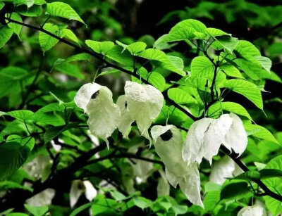 珙桐花是植物活化石，属国家一级重点保护野生植物，所以又被称为植物大熊猫。