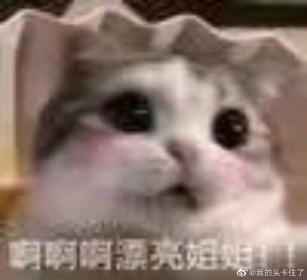 猫表情包