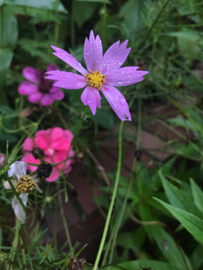 雨天