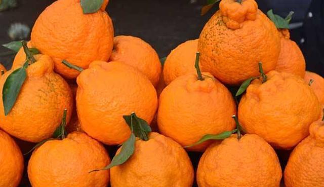 “丑橘”是由日本农水省园艺试验站1972年以清见与中野3号椪柑杂交而成的，由于味道极好，品质特优良，而成为日本销售价格最高的柑桔品种。